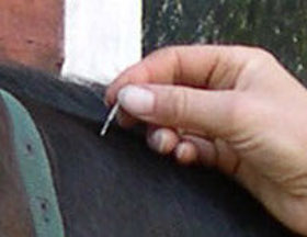 Nadel am Pferdehals