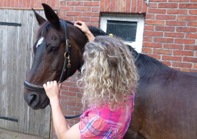 Pferd bekomnmt Nadel gesetzt