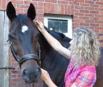Pferd guckt entspannt