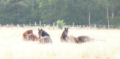 Pferde ruhen auf der Weide
