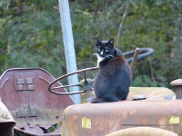 Katze sitzt auf einem alten Trecker