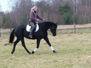 Pferd in Dehnungshaltung